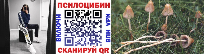 KRAKEN как зайти  Темрюк  Псилоцибиновые грибы GOLDEN TEACHER 
